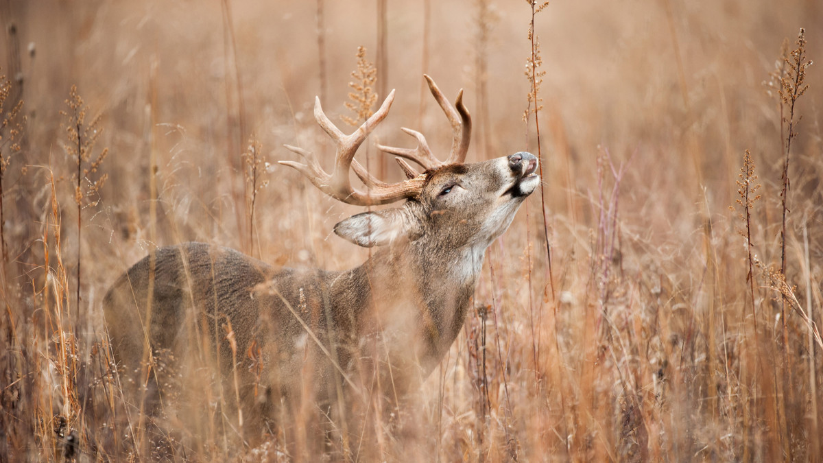 Korth Group Outdoor Education, Tips for Minimizing Your Scent