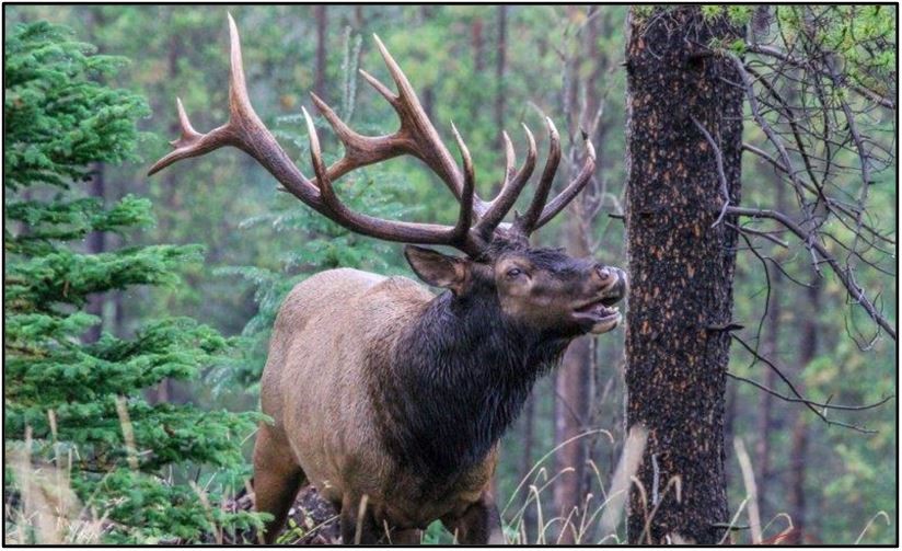 Korth Group Outdoor Education, Top Five Popular Elk Hunting Cartridges