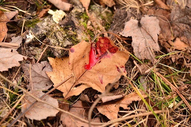 Korth Group Outdoor Education, Shot Placement & Tracking Downed Game