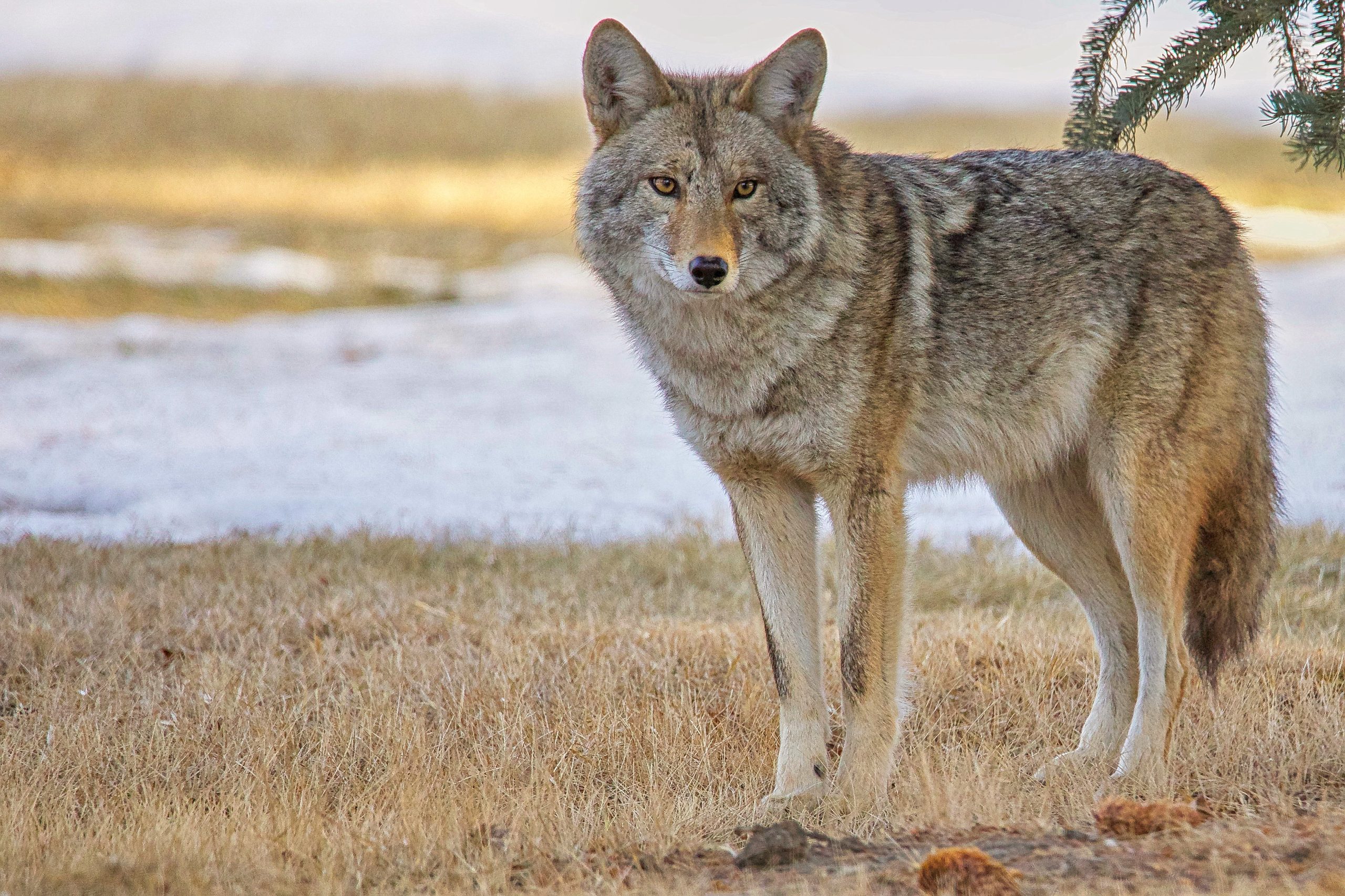 Korth Group Outdoor Education, Common Mistakes To Avoid When Calling Coyotes