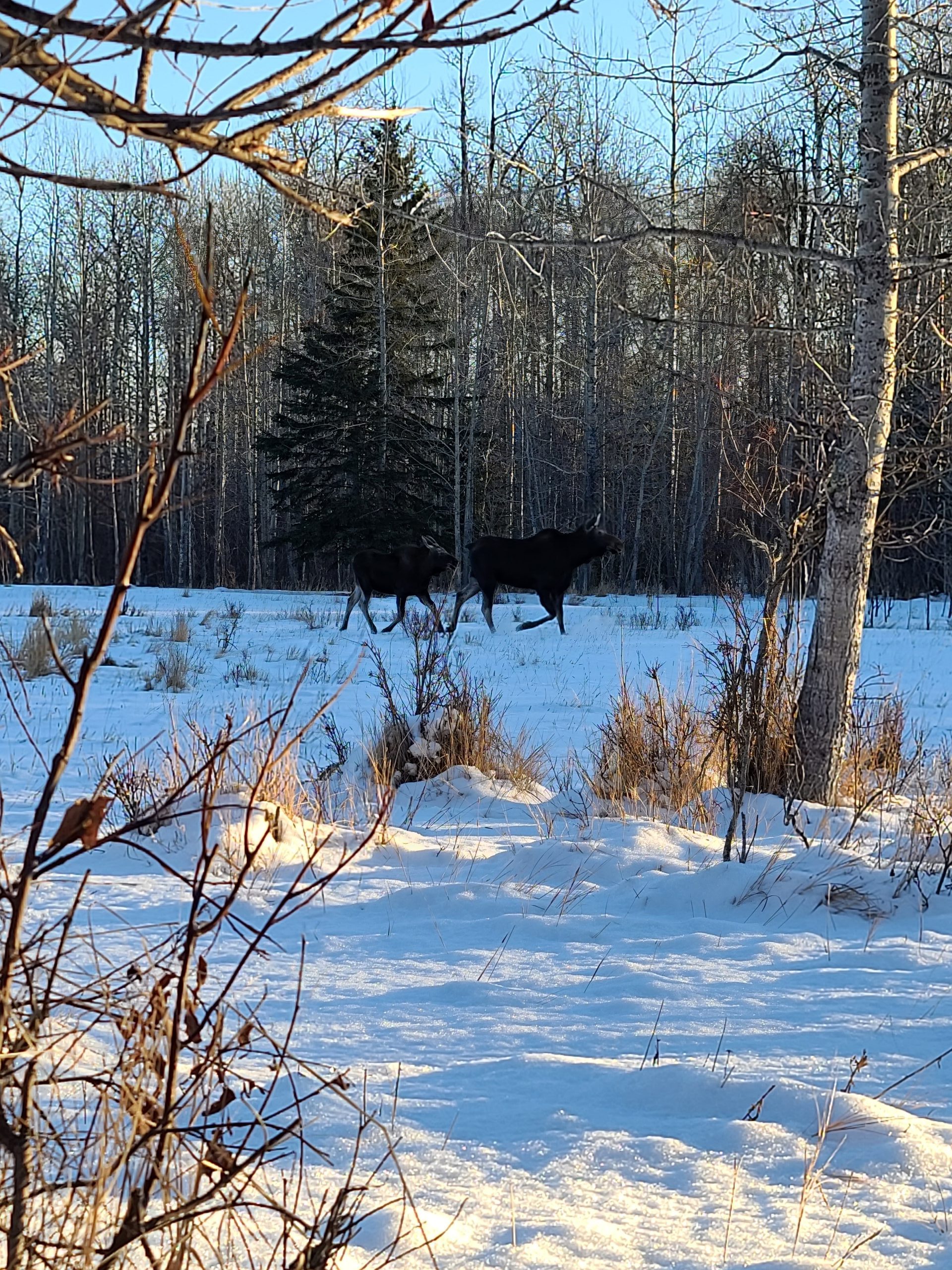 Korth Group Outdoor Education, Stealth Tips When Stalking Game.